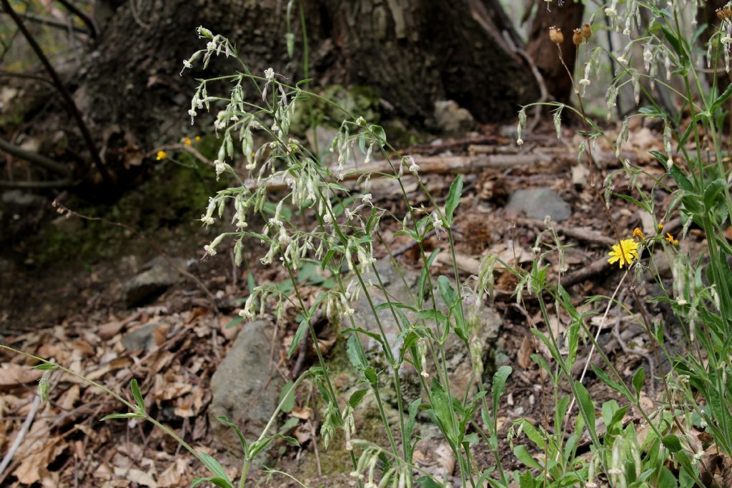 Silene nutans